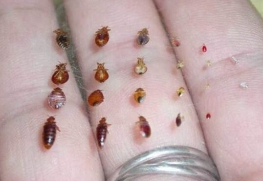 Life cycle stages of male and female bedbugs