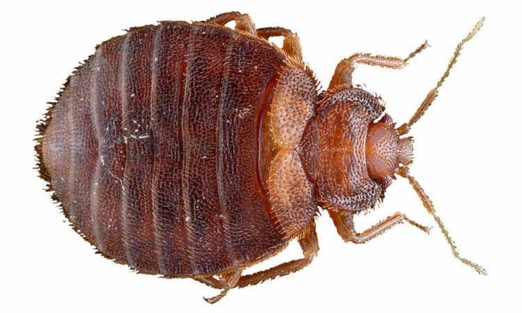Example of a male bedbug