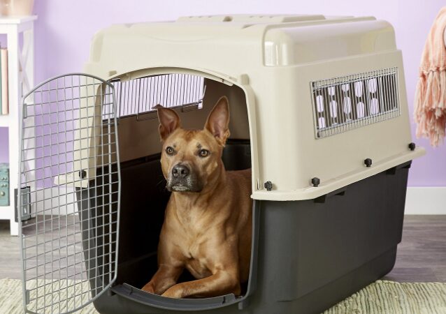 Kennel train your dog to avoid pet damage to your apartment